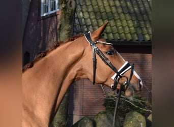 Hanovrien, Hongre, 3 Ans, 163 cm, Alezan