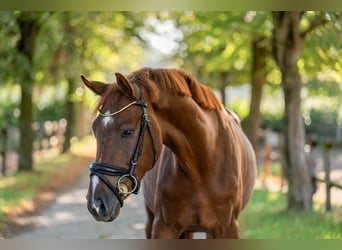 Hanovrien, Hongre, 3 Ans, 163 cm, Alezan