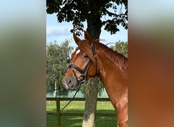 Hanovrien, Hongre, 3 Ans, 164 cm, Alezan
