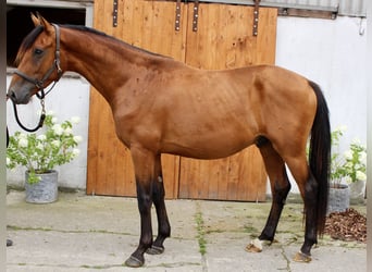 Hanovrien, Hongre, 3 Ans, 164 cm, Bai