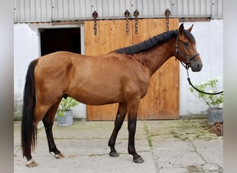 Hanovrien, Hongre, 3 Ans, 164 cm, Bai