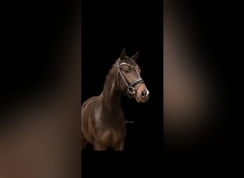 Hanovrien, Hongre, 3 Ans, 165 cm, Bai brun
