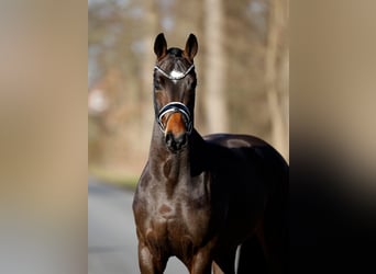Hanovrien, Hongre, 3 Ans, 165 cm, Bai brun