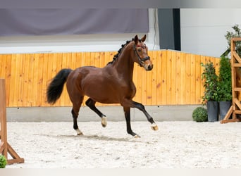Hanovrien, Hongre, 3 Ans, 165 cm, Bai cerise
