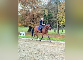 Hanovrien, Hongre, 3 Ans, 165 cm, Bai cerise
