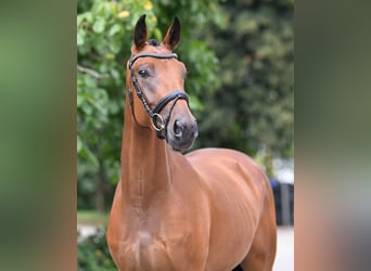 Hanovrien, Hongre, 3 Ans, 165 cm, Bai