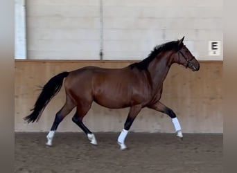 Hanovrien, Hongre, 3 Ans, 165 cm, Bai