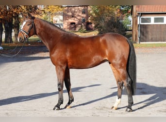 Hanovrien, Hongre, 3 Ans, 165 cm, Bai