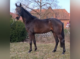 Hanovrien, Hongre, 3 Ans, 165 cm, Bai