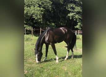 Hanovrien, Hongre, 3 Ans, 165 cm, Noir