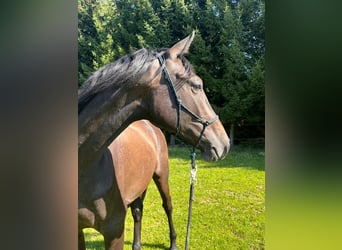 Hanovrien, Hongre, 3 Ans, 165 cm, Peut devenir gris