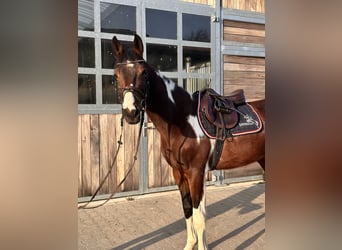 Hanovrien, Hongre, 3 Ans, 165 cm, Pinto