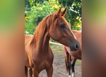 Hanovrien, Hongre, 3 Ans, 166 cm, Alezan