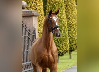 Hanovrien, Hongre, 3 Ans, 166 cm, Alezan