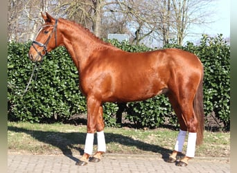 Hanovrien, Hongre, 3 Ans, 166 cm, Alezan