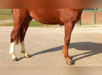 Hanovrien, Hongre, 3 Ans, 166 cm, Alezan