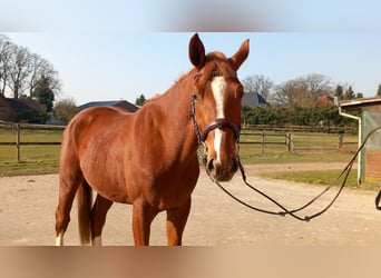 Hanovrien, Hongre, 3 Ans, 166 cm, Alezan