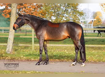 Hanovrien, Hongre, 3 Ans, 166 cm, Bai