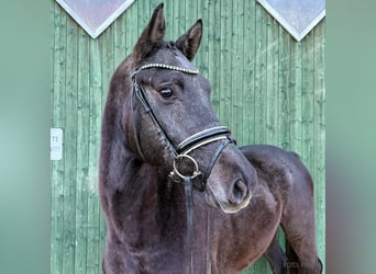 Hanovrien, Hongre, 3 Ans, 166 cm, Gris