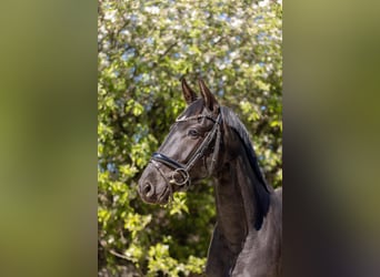 Hanovrien, Hongre, 3 Ans, 166 cm, Noir