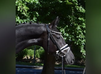 Hanovrien, Hongre, 3 Ans, 166 cm, Noir
