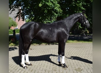 Hanovrien, Hongre, 3 Ans, 166 cm, Noir