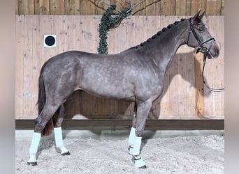 Hanovrien, Hongre, 3 Ans, 167 cm, Alezan brûlé