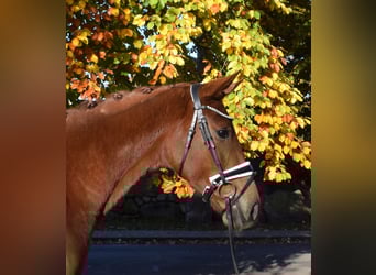 Hanovrien, Hongre, 3 Ans, 167 cm, Alezan