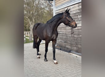 Hanovrien, Hongre, 3 Ans, 167 cm, Bai brun