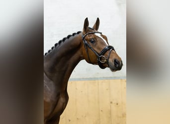 Hanovrien, Hongre, 3 Ans, 167 cm, Bai brun