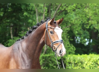 Hanovrien, Hongre, 3 Ans, 167 cm, Bai brun