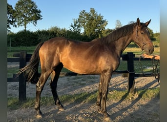 Hanovrien, Hongre, 3 Ans, 167 cm, Bai cerise