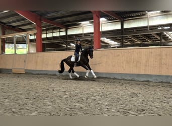 Hanovrien, Hongre, 3 Ans, 167 cm, Bai