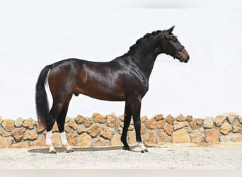 Hanovrien, Hongre, 3 Ans, 167 cm, Bai
