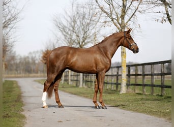 Hanovrien, Hongre, 3 Ans, 168 cm, Alezan brûlé