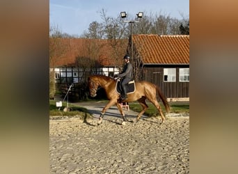 Hanovrien, Hongre, 3 Ans, 168 cm, Alezan