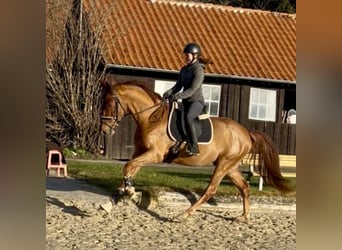 Hanovrien, Hongre, 3 Ans, 168 cm, Alezan