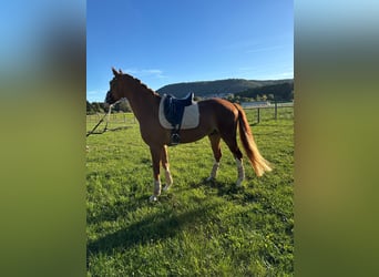 Hanovrien, Hongre, 3 Ans, 168 cm, Alezan