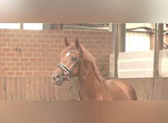 Hanovrien, Hongre, 3 Ans, 168 cm, Alezan