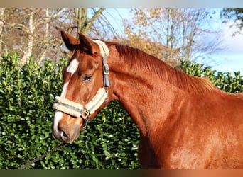 Hanovrien, Hongre, 3 Ans, 168 cm, Alezan
