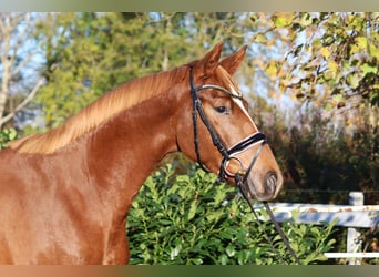 Hanovrien, Hongre, 3 Ans, 168 cm, Alezan