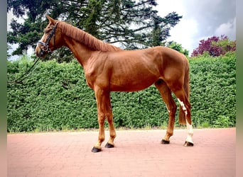 Hanovrien, Hongre, 3 Ans, 168 cm, Alezan