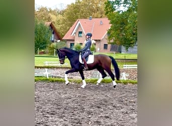 Hanovrien, Hongre, 3 Ans, 168 cm, Bai brun