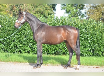 Hanovrien, Hongre, 3 Ans, 168 cm, Bai brun