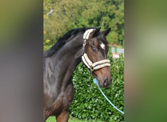 Hanovrien, Hongre, 3 Ans, 168 cm, Bai brun