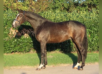 Hanovrien, Hongre, 3 Ans, 168 cm, Bai