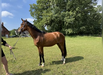 Hanovrien, Hongre, 3 Ans, 168 cm, Bai