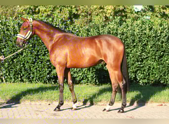 Hanovrien, Hongre, 3 Ans, 168 cm, Bai