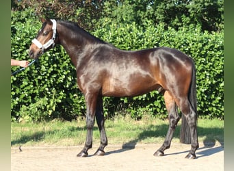 Hanovrien, Hongre, 3 Ans, 168 cm, Bai