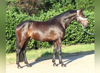 Hanovrien, Hongre, 3 Ans, 168 cm, Bai